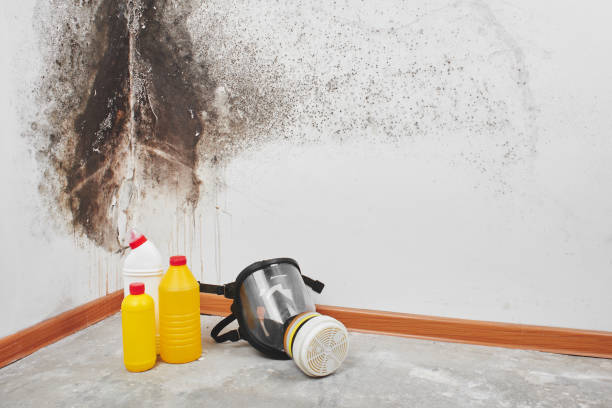 Best Commercial Mold Removal  in Crystal Lake, CT