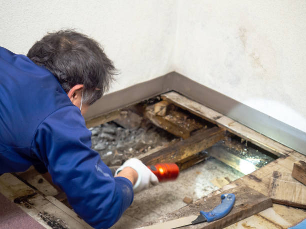 Best Certified Mold Removal  in Crystal Lake, CT