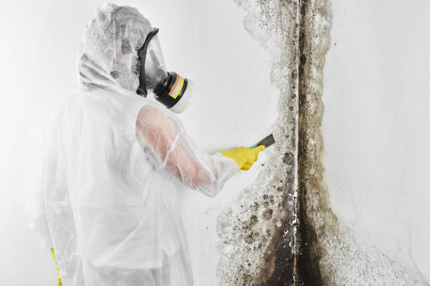 Best Crawl Space Mold Removal  in Crystal Lake, CT