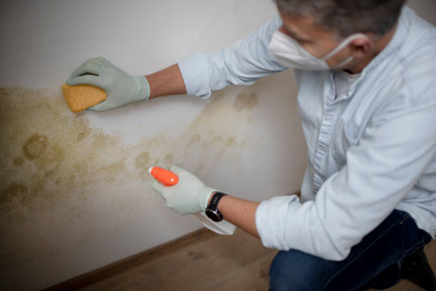 Best Professional Mold Removal  in Crystal Lake, CT