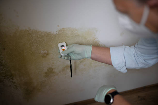Best Same-Day Mold Removal  in Crystal Lake, CT