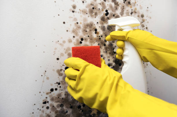 Best Local Mold Removal Service  in Crystal Lake, CT