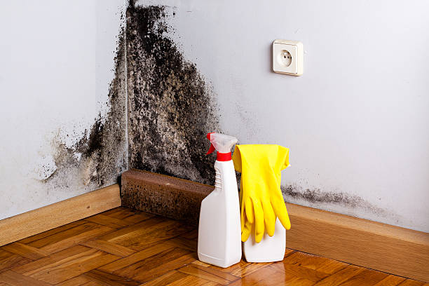 Best Attic Mold Removal  in Crystal Lake, CT