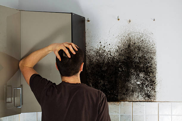 Best Mold Testing  in Crystal Lake, CT