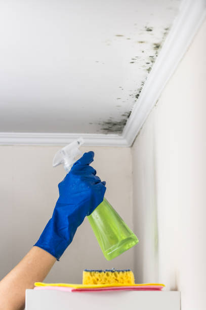 Crystal Lake, CT Mold Removal Company