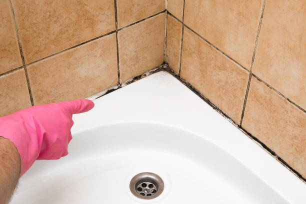 Best Affordable Mold Removal  in Crystal Lake, CT