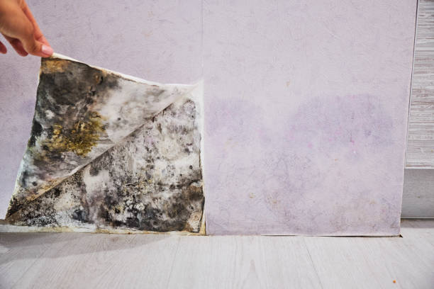 Best Mold Removal Near Me  in Crystal Lake, CT